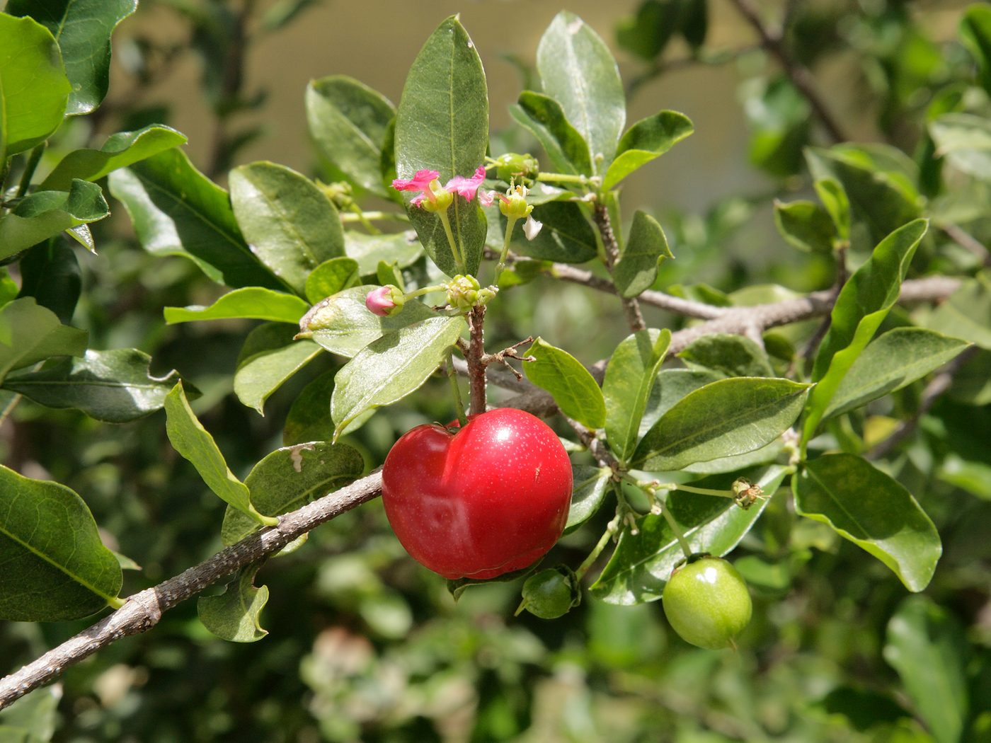 Acerola cherry fruit and blossom