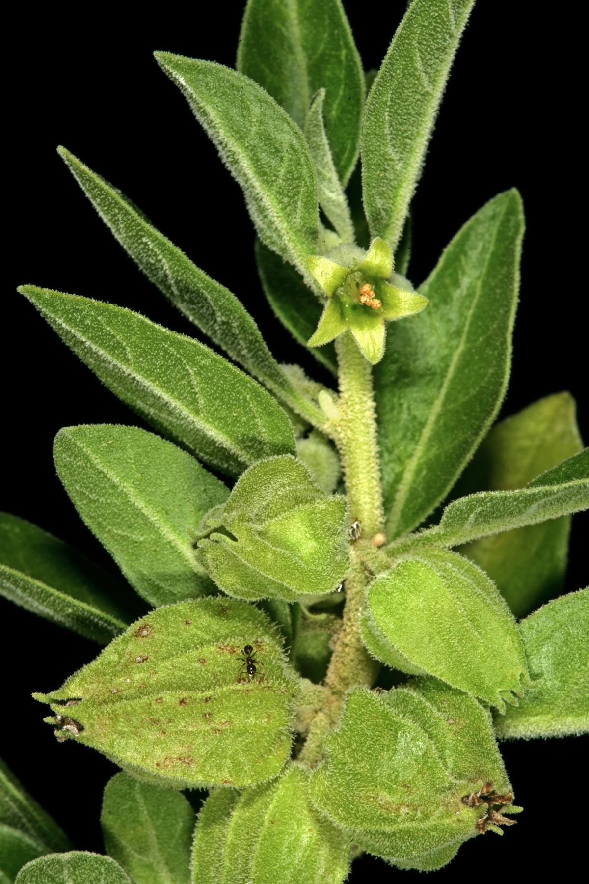 Ashwagandha plant with small orange fruit