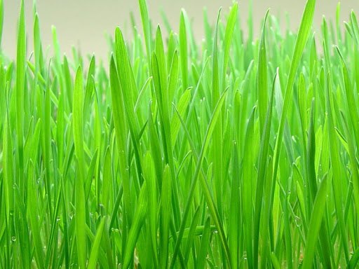 Raw barley grass blades