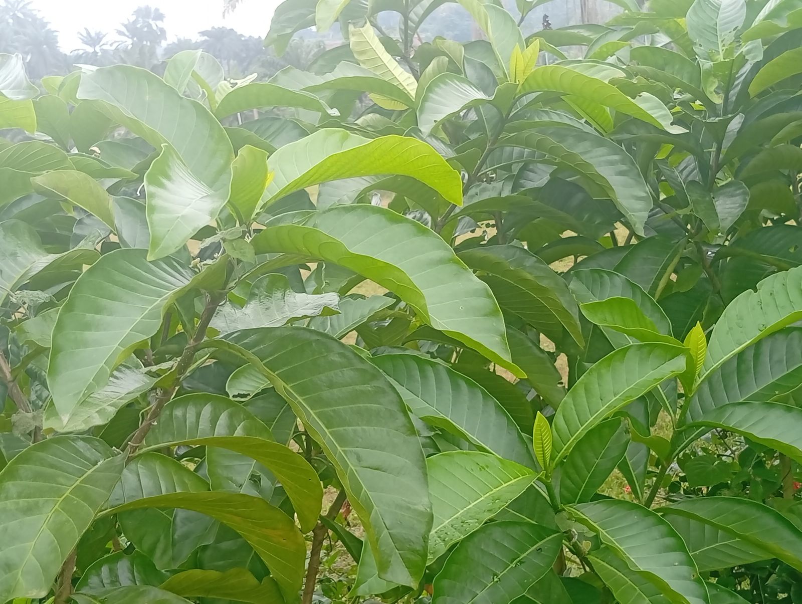 Lush tropical green leaves
