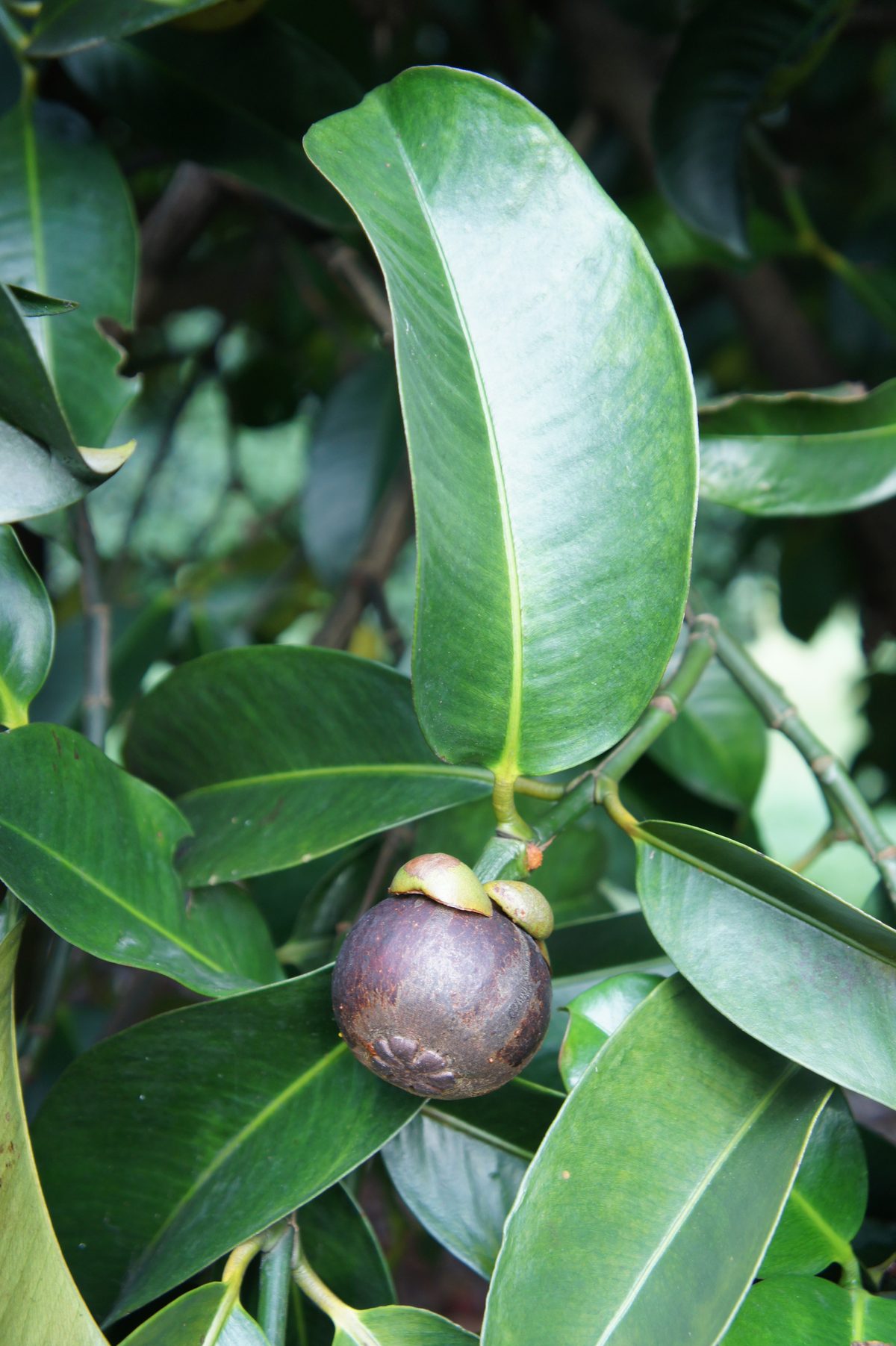 Mangosteen fruit, whole and cut open