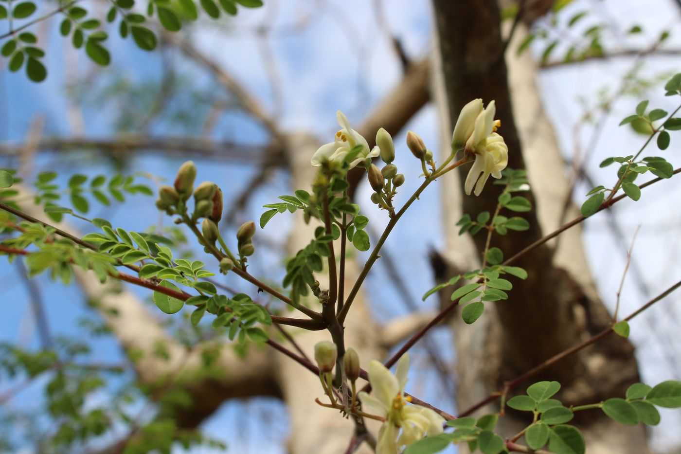 Fresh moringa leaves on the branch