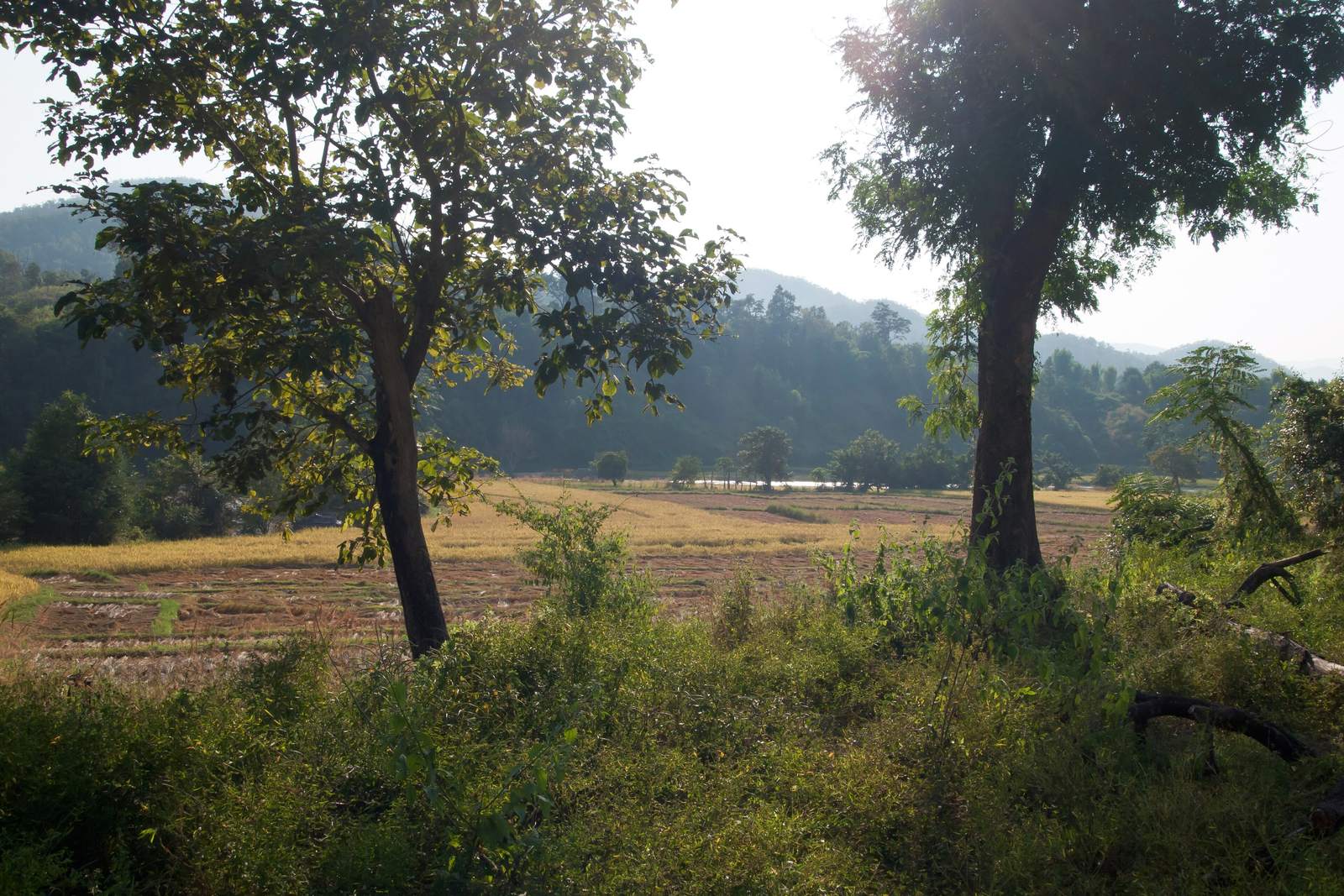 Evergreen forest on the hills of Doi Pui, Chiang Mai, Thailand