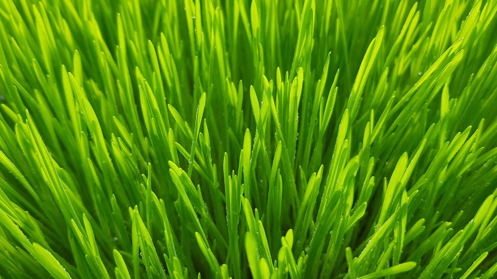 Young wheatgrass, bright green in the field before harvest
